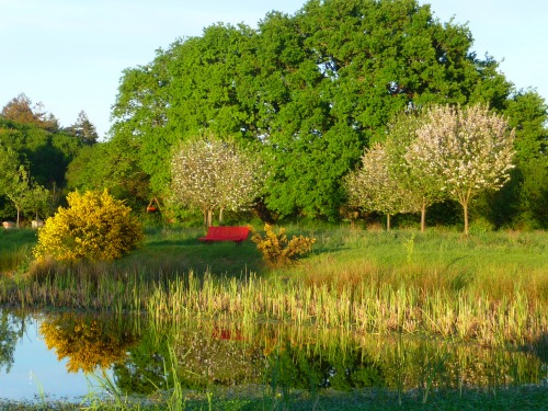 the flowering orchard behind the pond