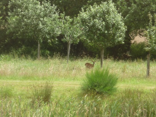 a visitor with doe eyes